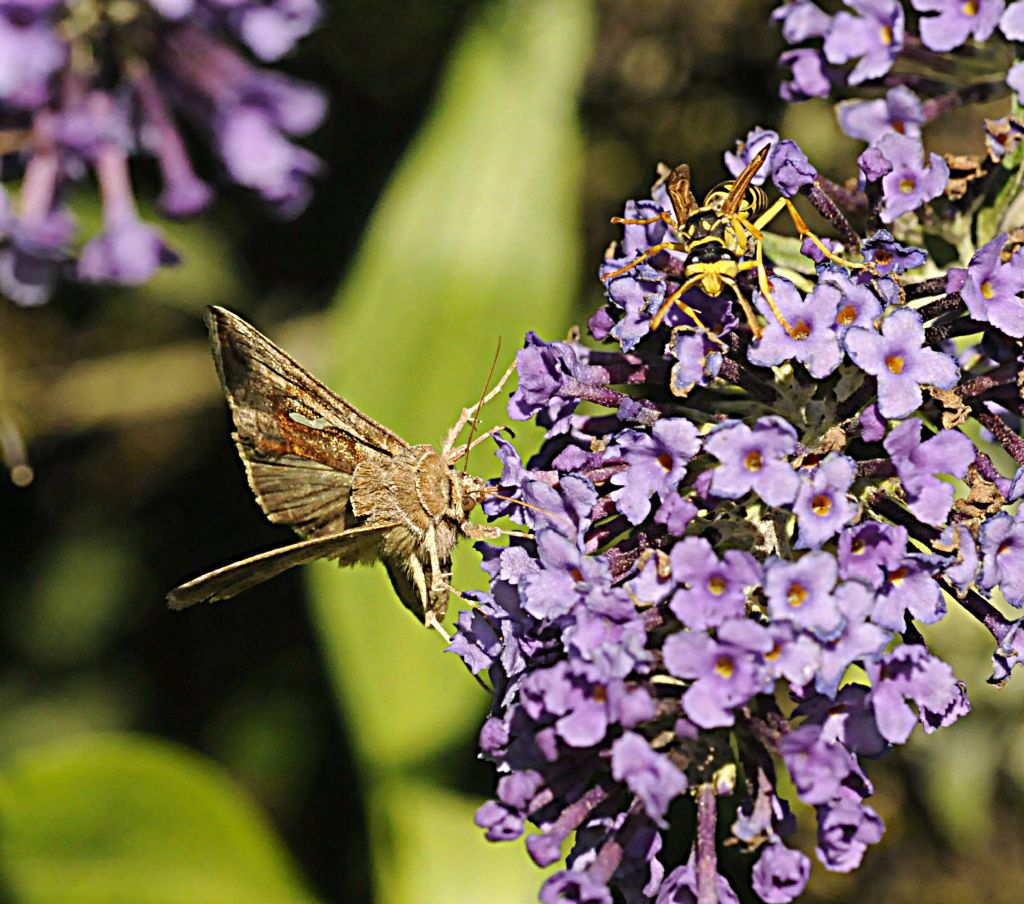 Autographa gamma?