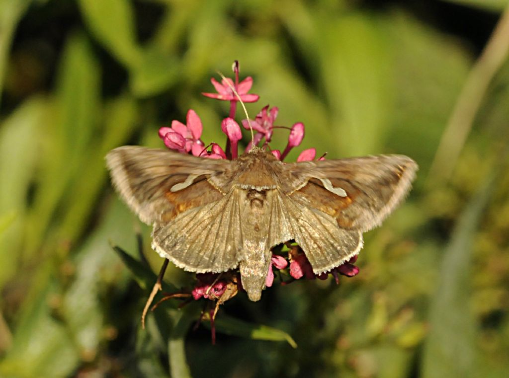 Autographa gamma?