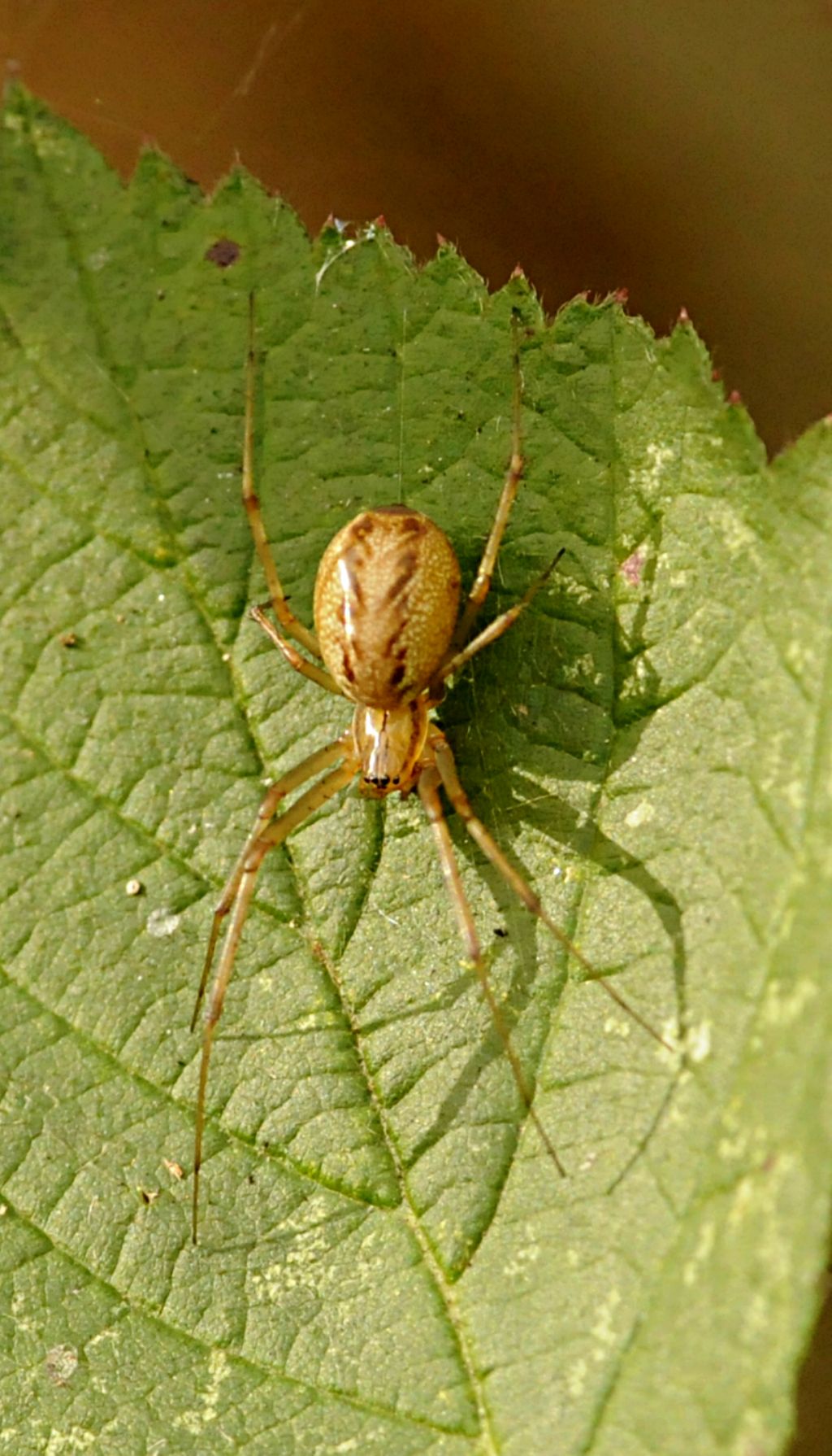 Linyphia sp. - Sant''Albano Stura (CN)