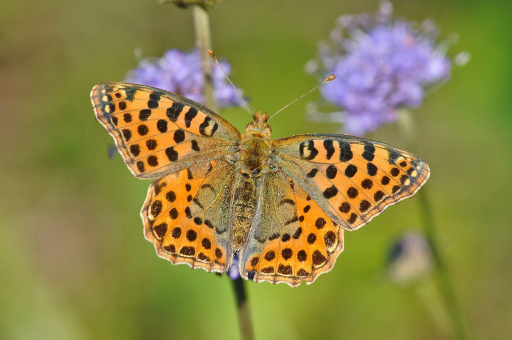 Identificazione lepidottero II