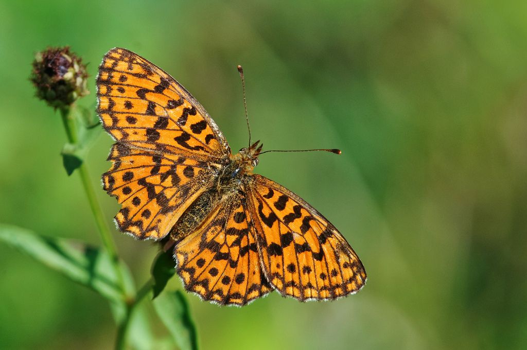 Identificazione lepidottero