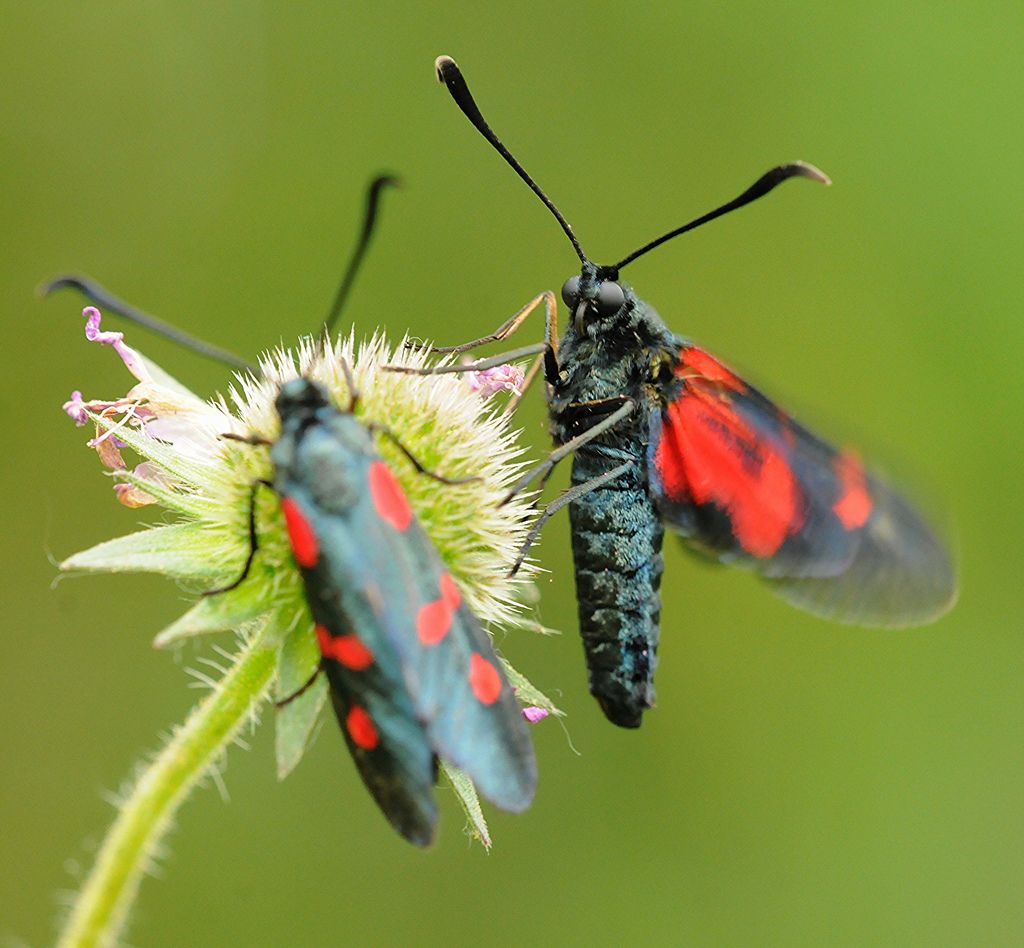 Zygaena lonicerae?