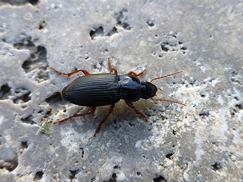 Insetto da identificare - Pseudoophonus rufipes