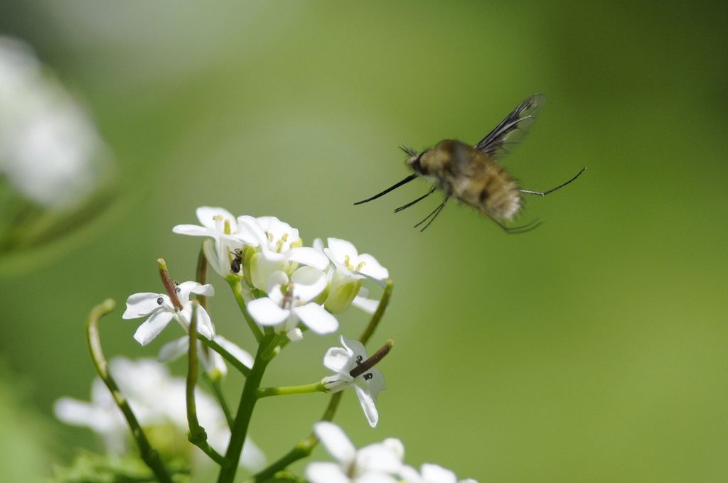 Bombylius major?