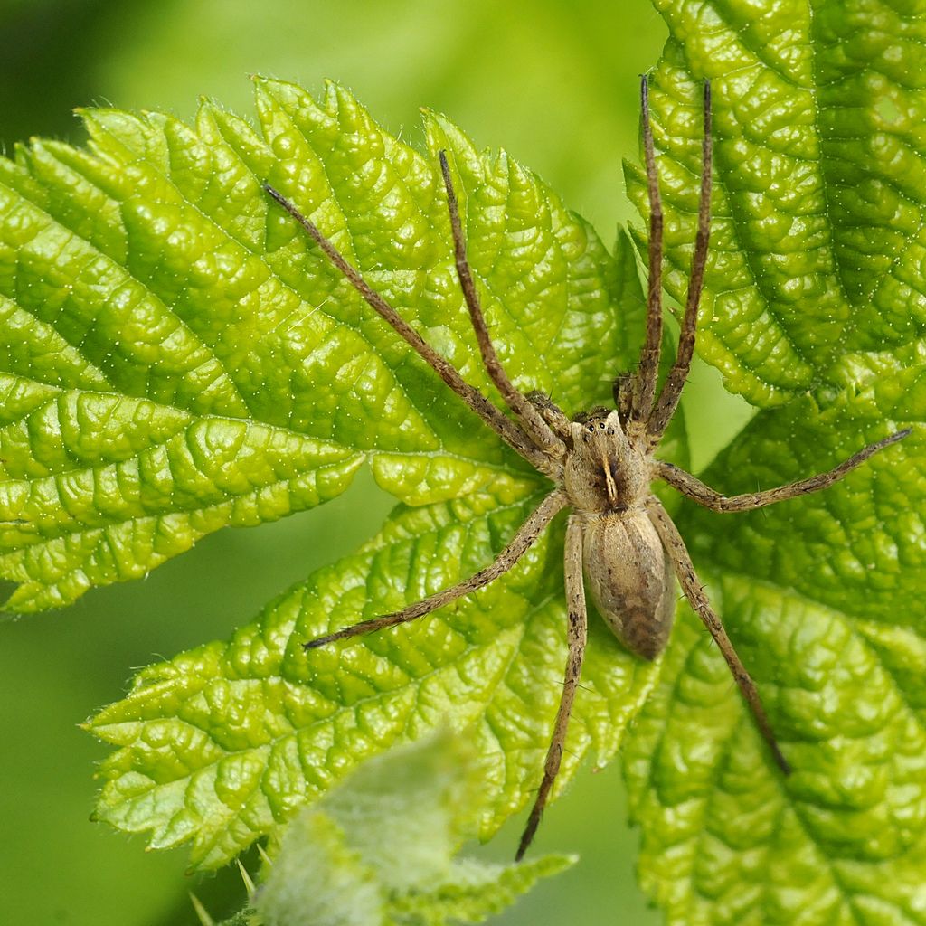 Pisaura sp. - Bagnasco (CN)