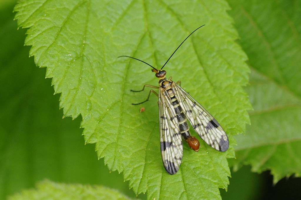 Panorpa communis?  No, Panorpa gr. cognata