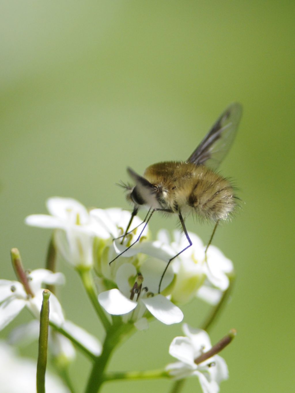 Bombylius major?