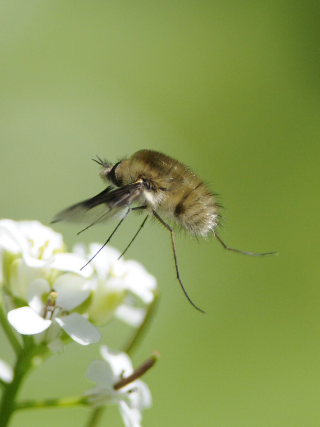 Bombylius major?