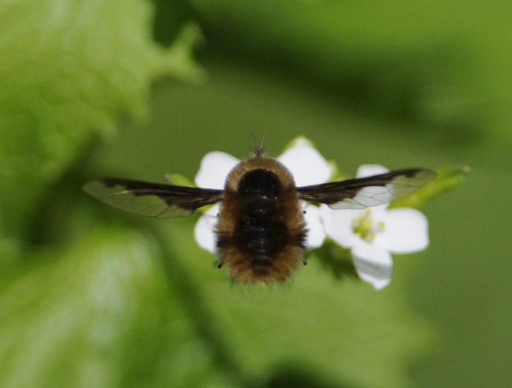 Bombylius major?