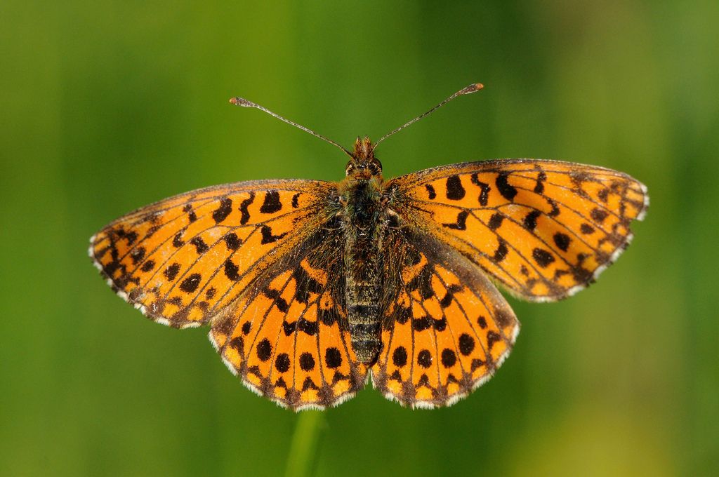 Boloria dia?