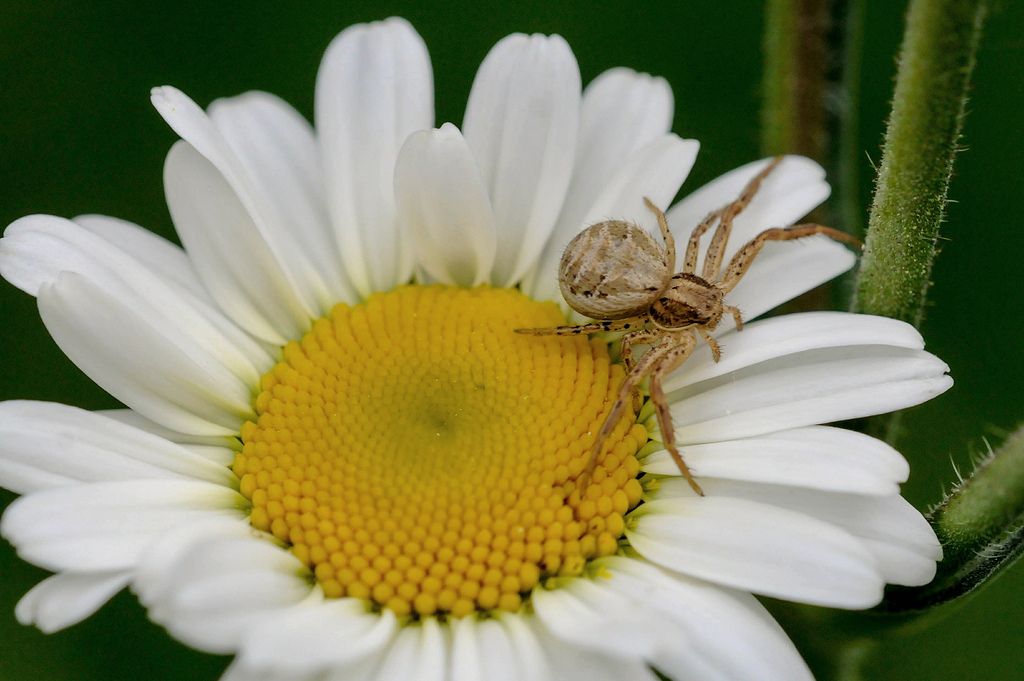 Xysticus sp. - Bagnasco (CN)