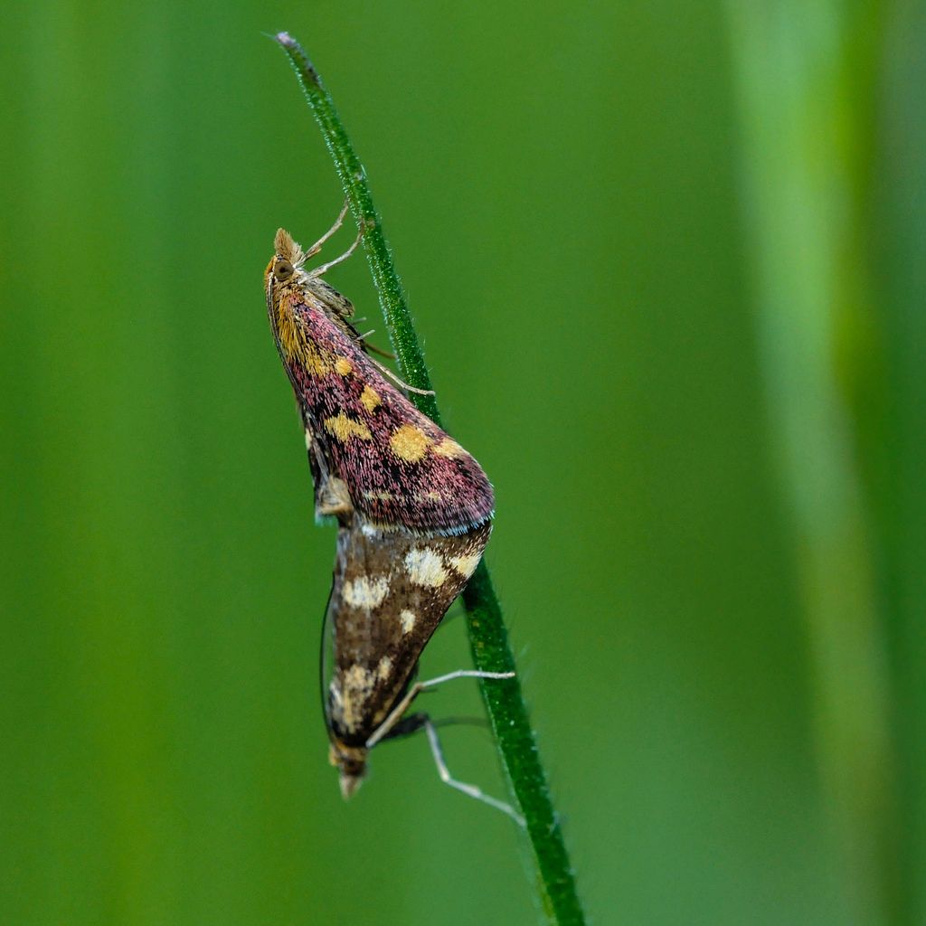 Lepidotteri da identificare