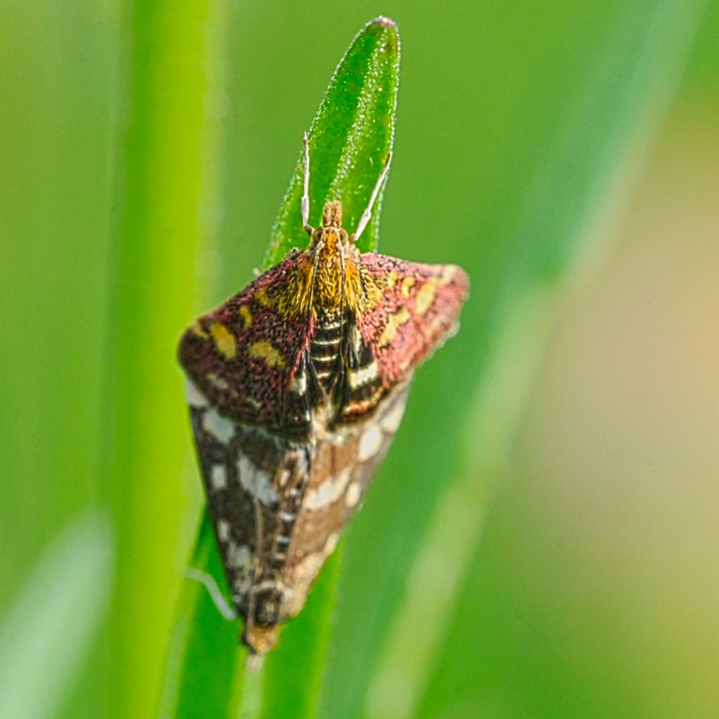 Lepidotteri da identificare