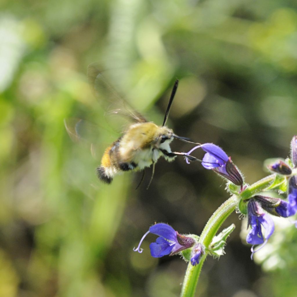 Hemaris tityus?