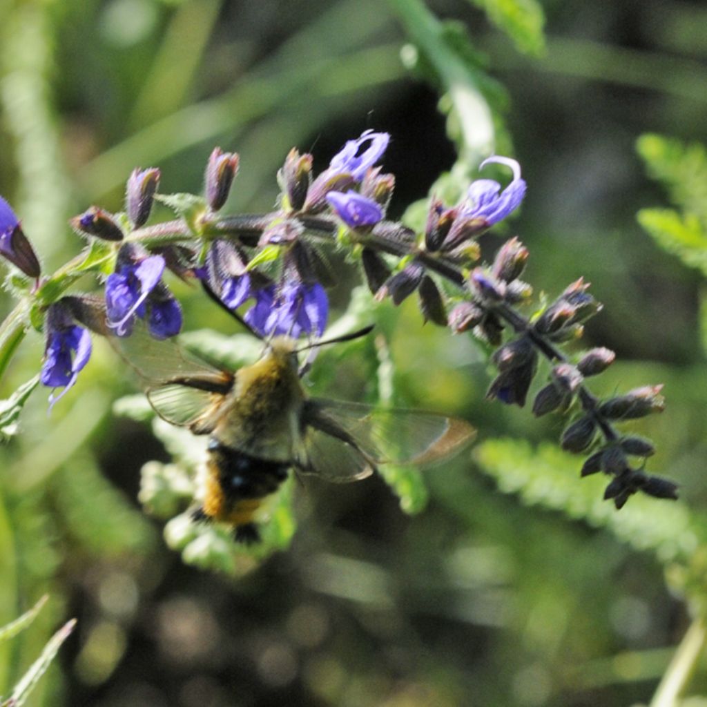 Hemaris tityus?