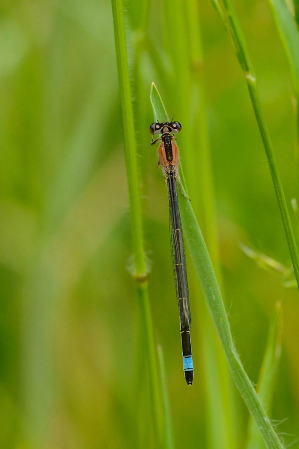 Ischnura elegans, femmina f. rufescens