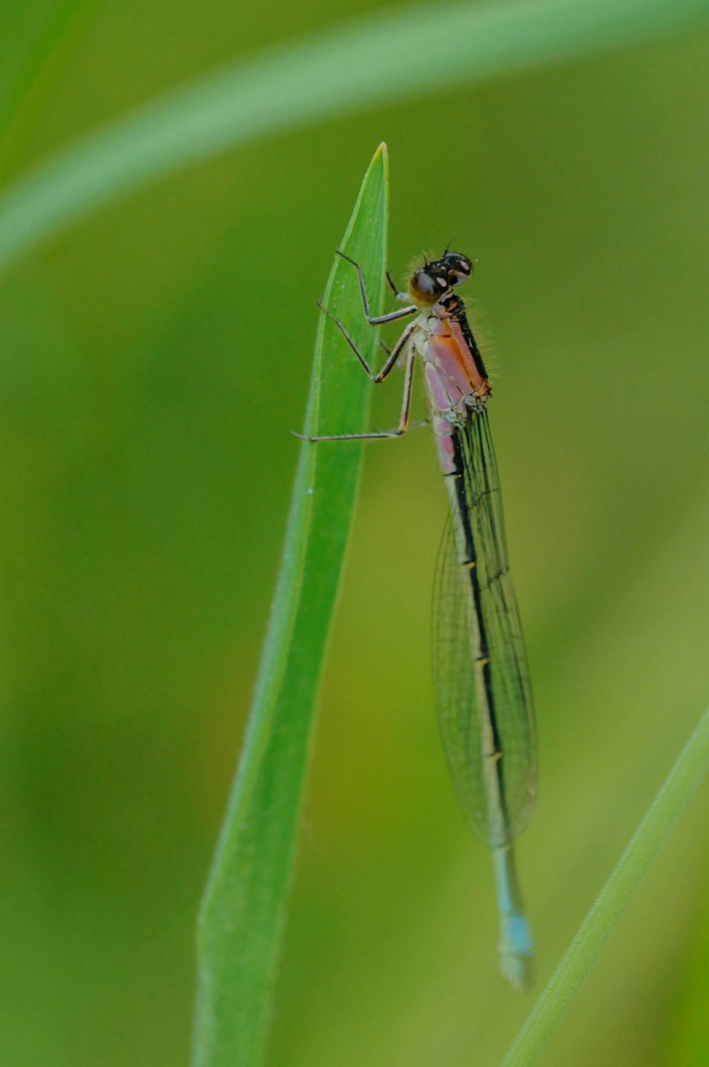 Ischnura elegans, femmina f. rufescens