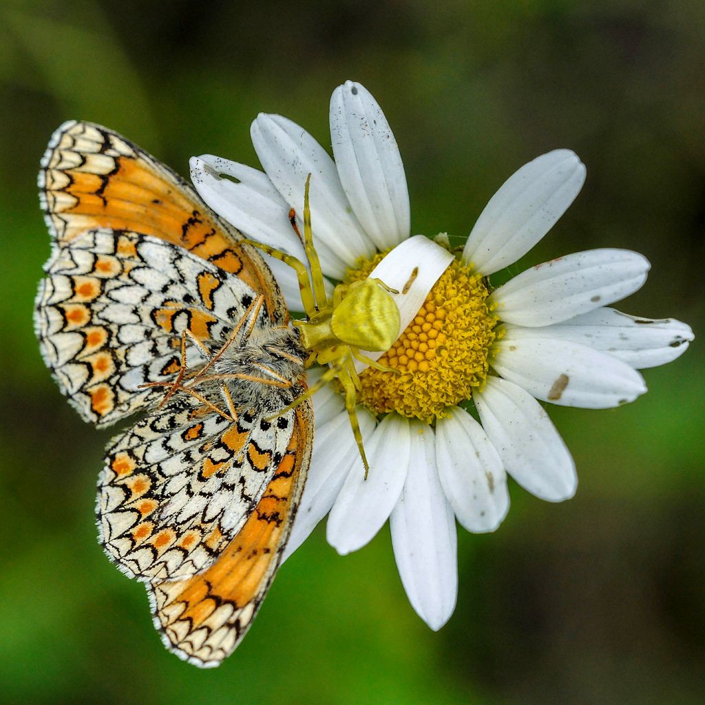 Thomisus onustus con Melitaea phoebe - Ceva (CN)