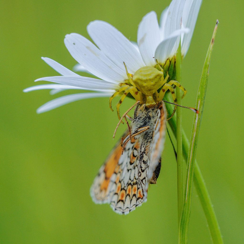 Thomisus onustus con Melitaea phoebe - Ceva (CN)