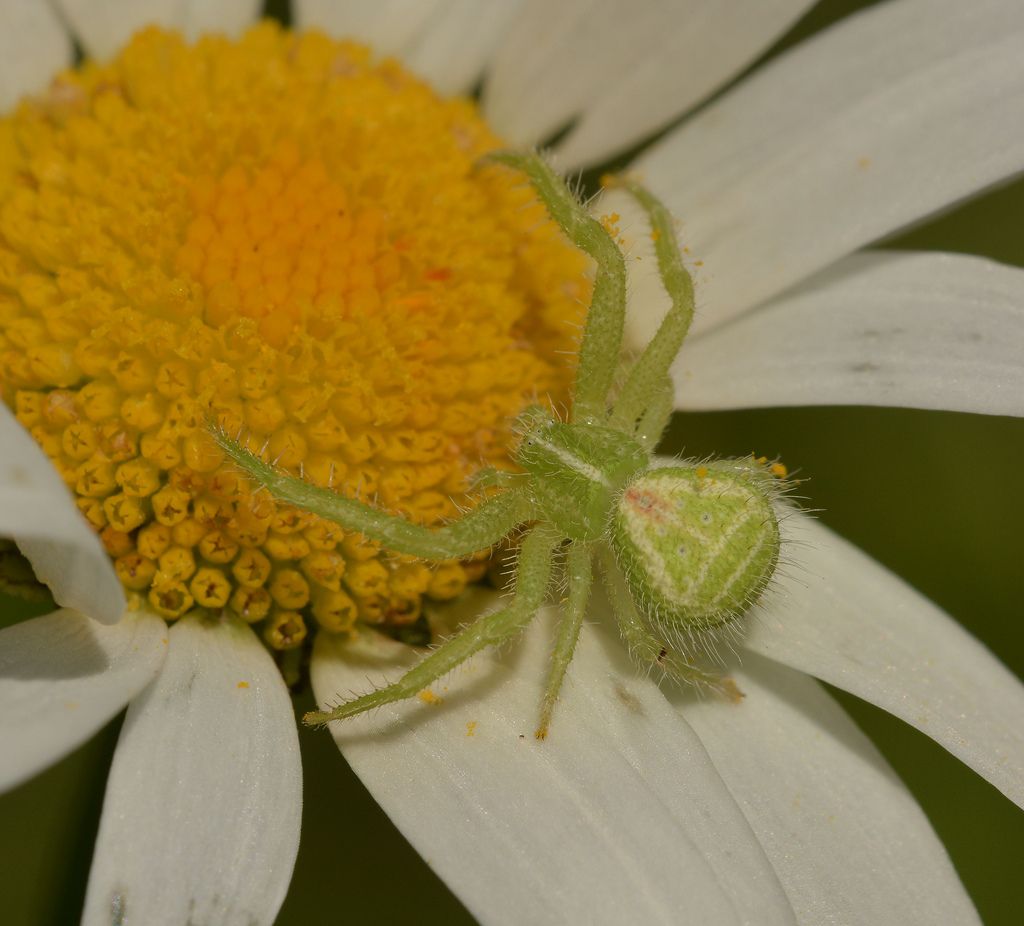 Heriaeus hirtus (Thomisidae) - Lago Contessa (CN)