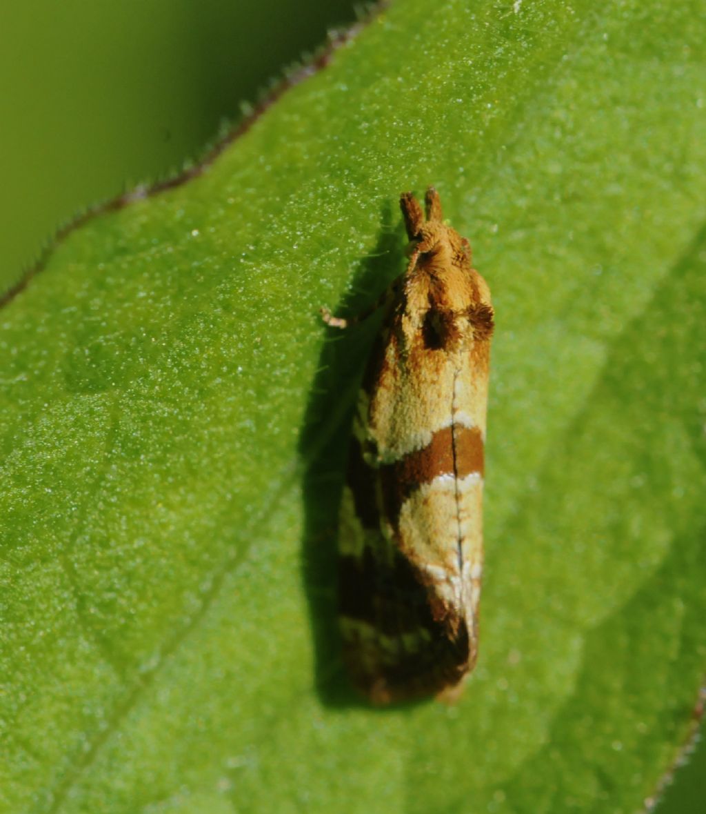 Tortricidae: Aethes cfr. hartmanniana