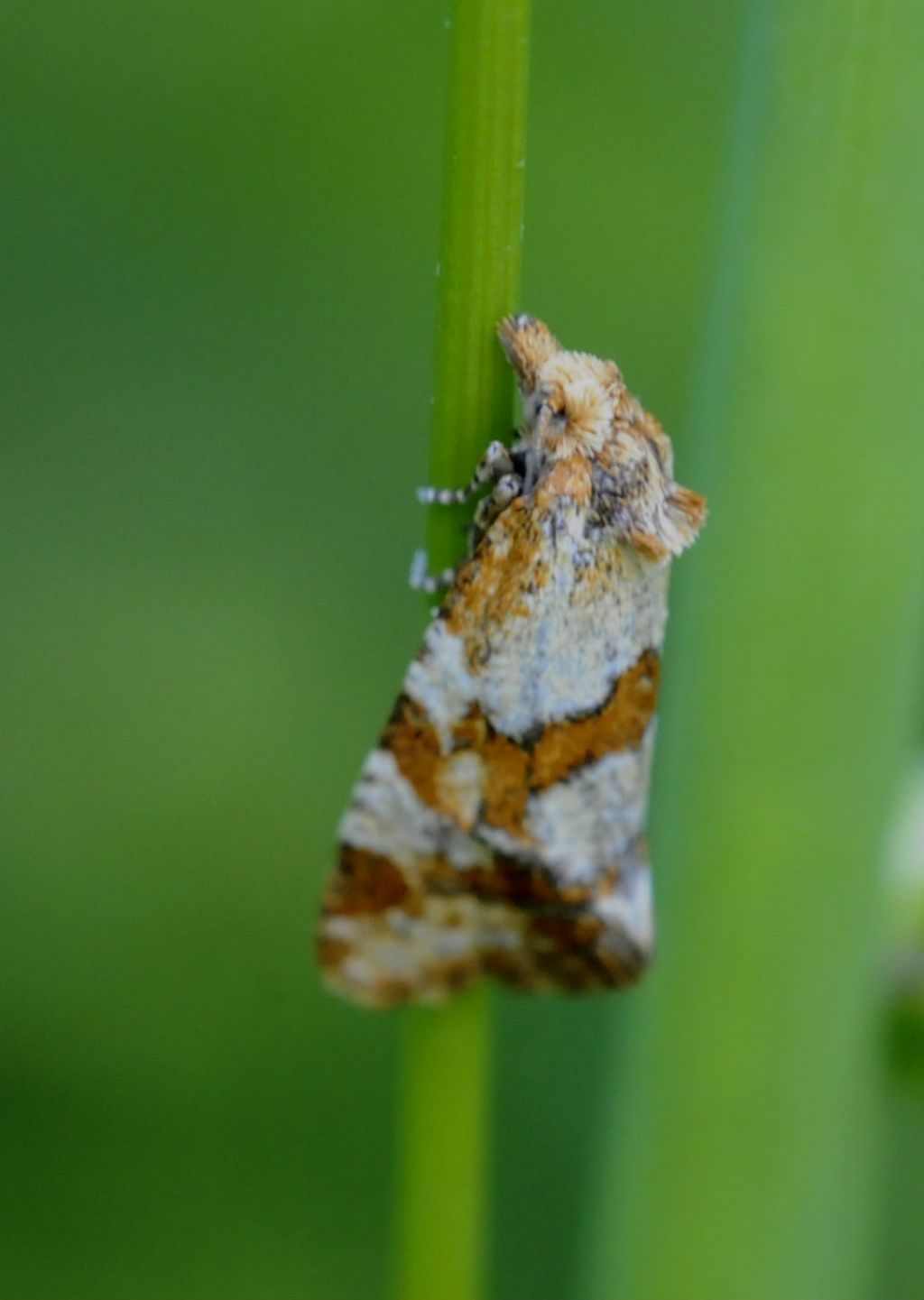 Tortricidae: Aethes cfr. hartmanniana