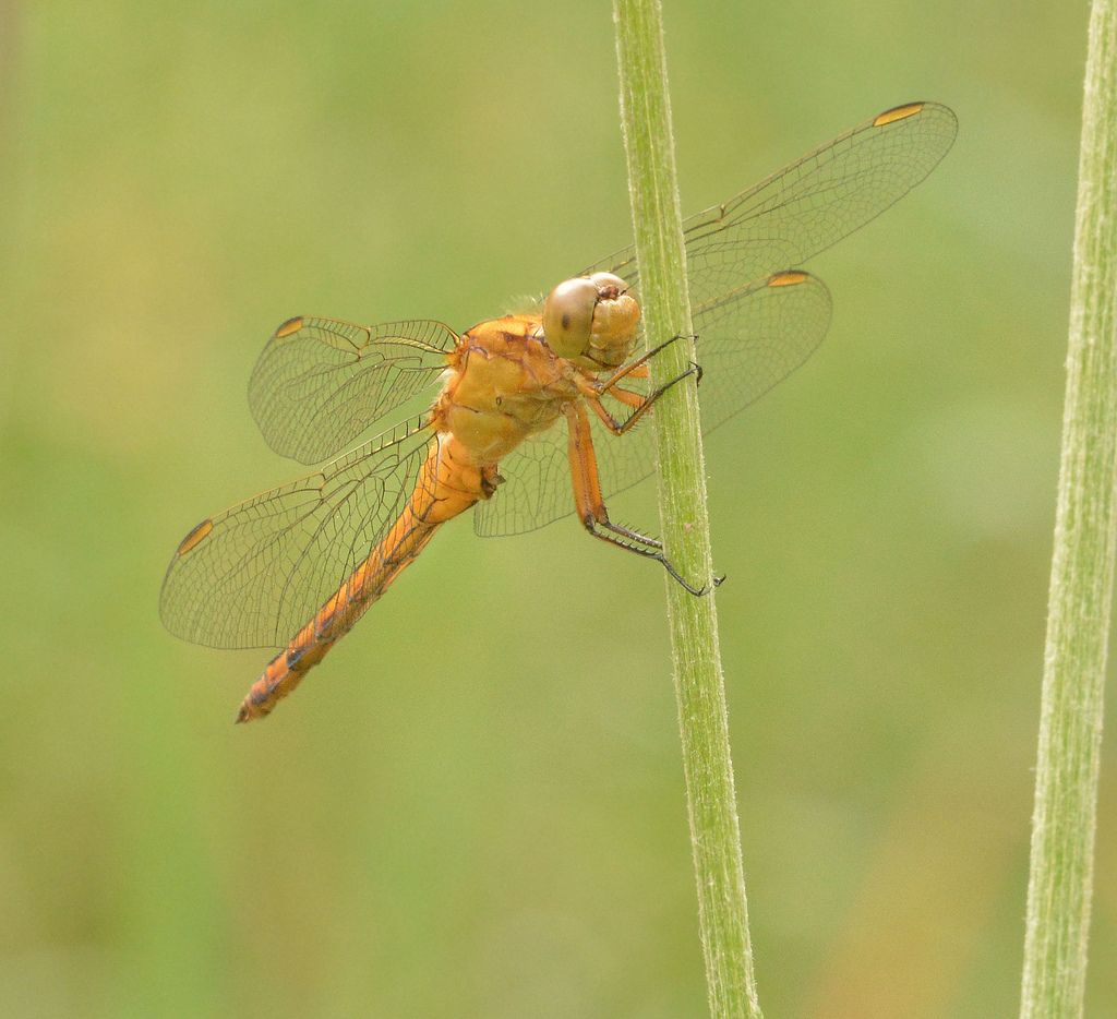 Femmina di O. brunneum? no, maschio di coerulescens