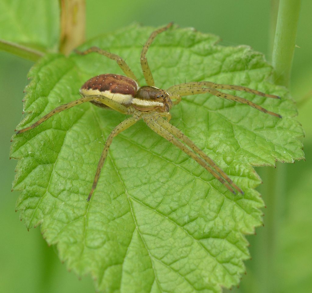 Dolomedes cf. fimbriatus - Sant''Albano Stura (CN)