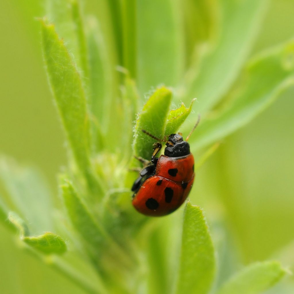 Gonioctena fornicata