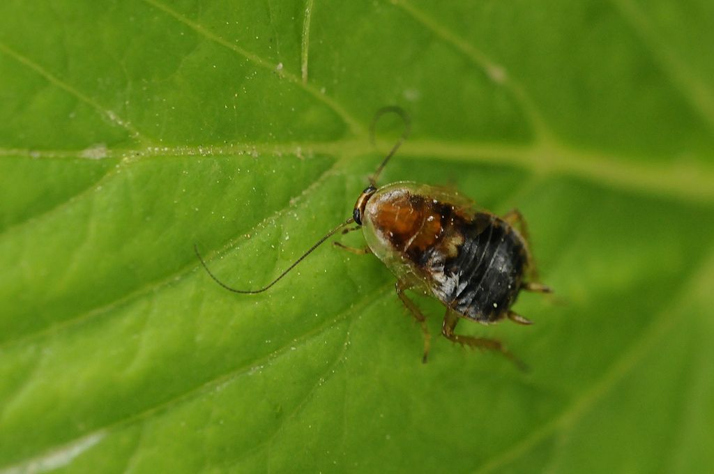 Ectobius sp (gr. sylvestris)