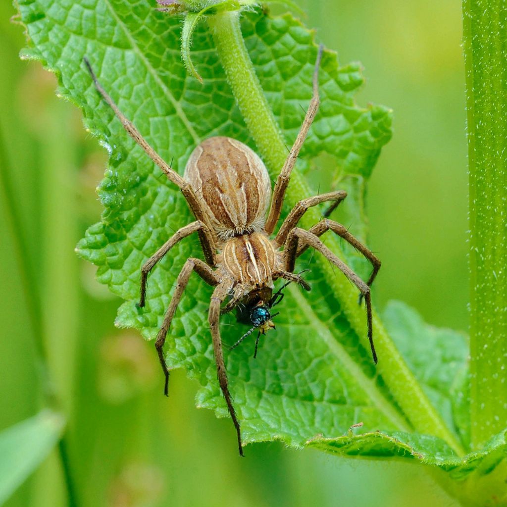 Pisaura sp. - Bagnasco (CN)