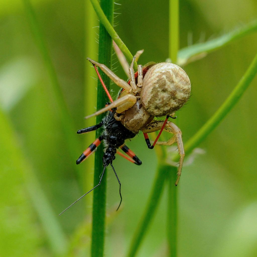 Xysticus sp. con Rhinocoris cfr annulatus(?) - Bagnasco (CN)