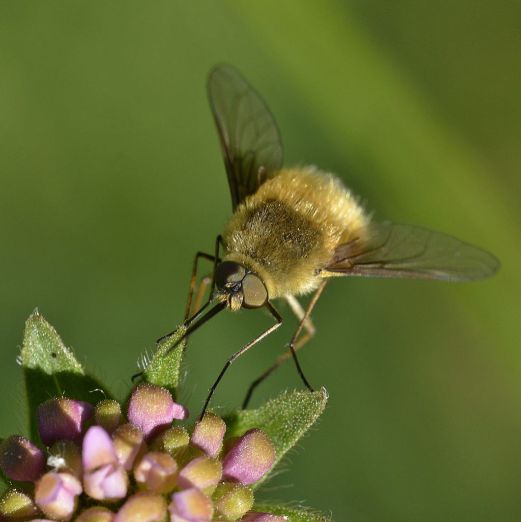 Quale Bombylius?