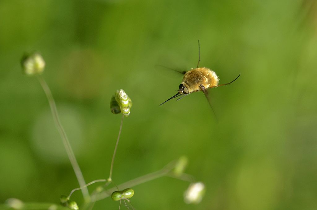 Quale Bombylius?