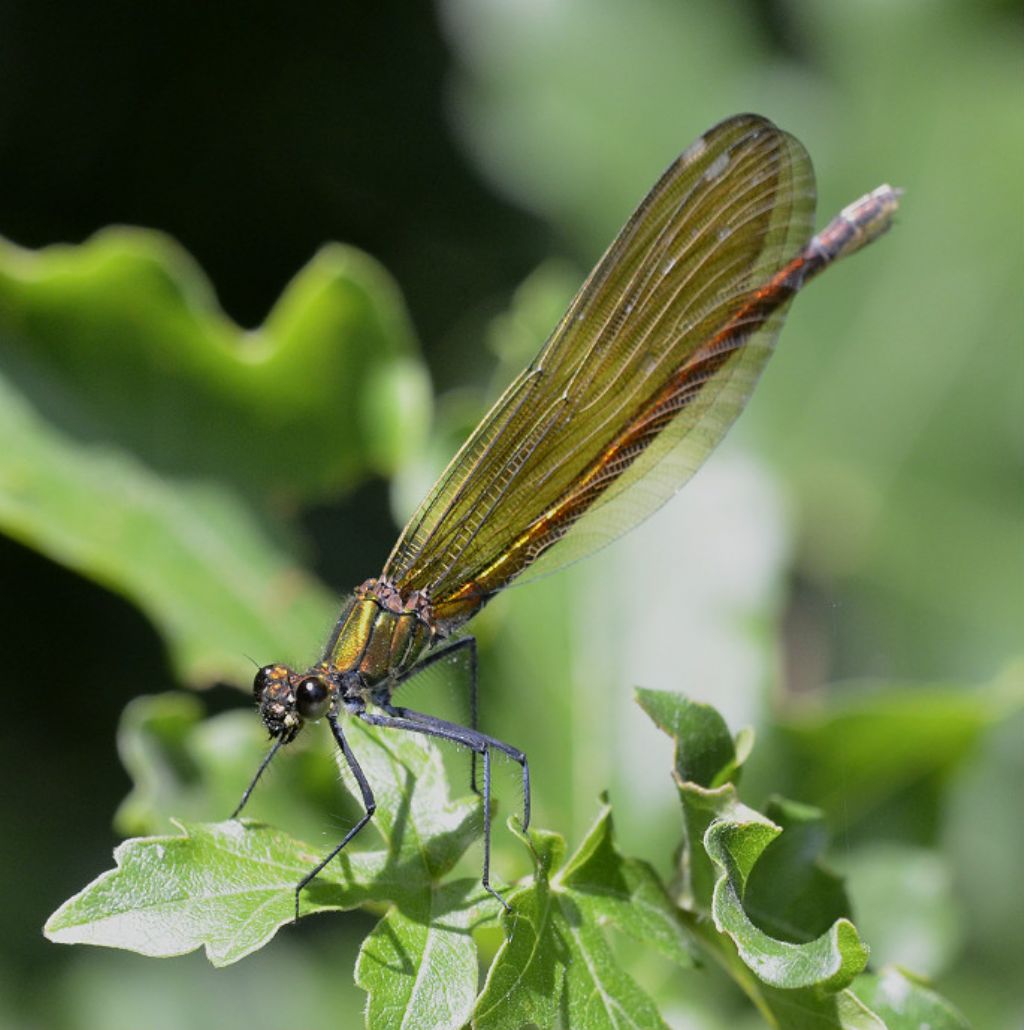 Calopteryx splendens F?