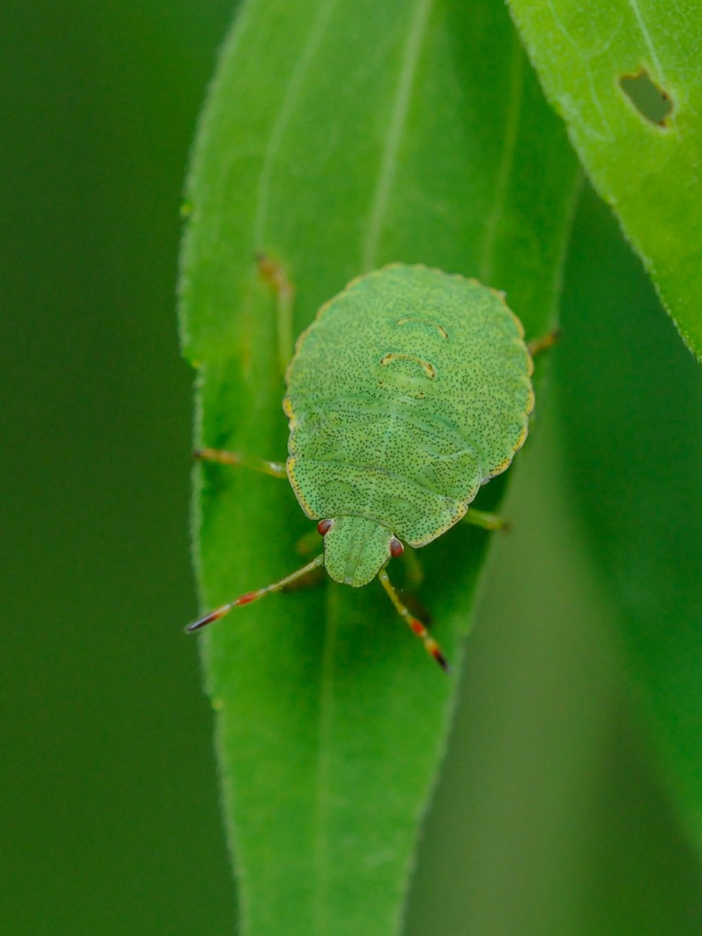 Pentatomidae:  Palomena cf.prasina del Piemonte (CN)