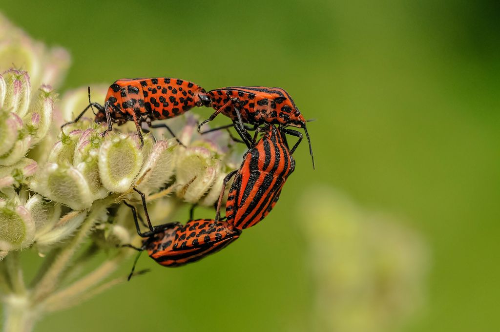 Graphosoma lineatum in copula