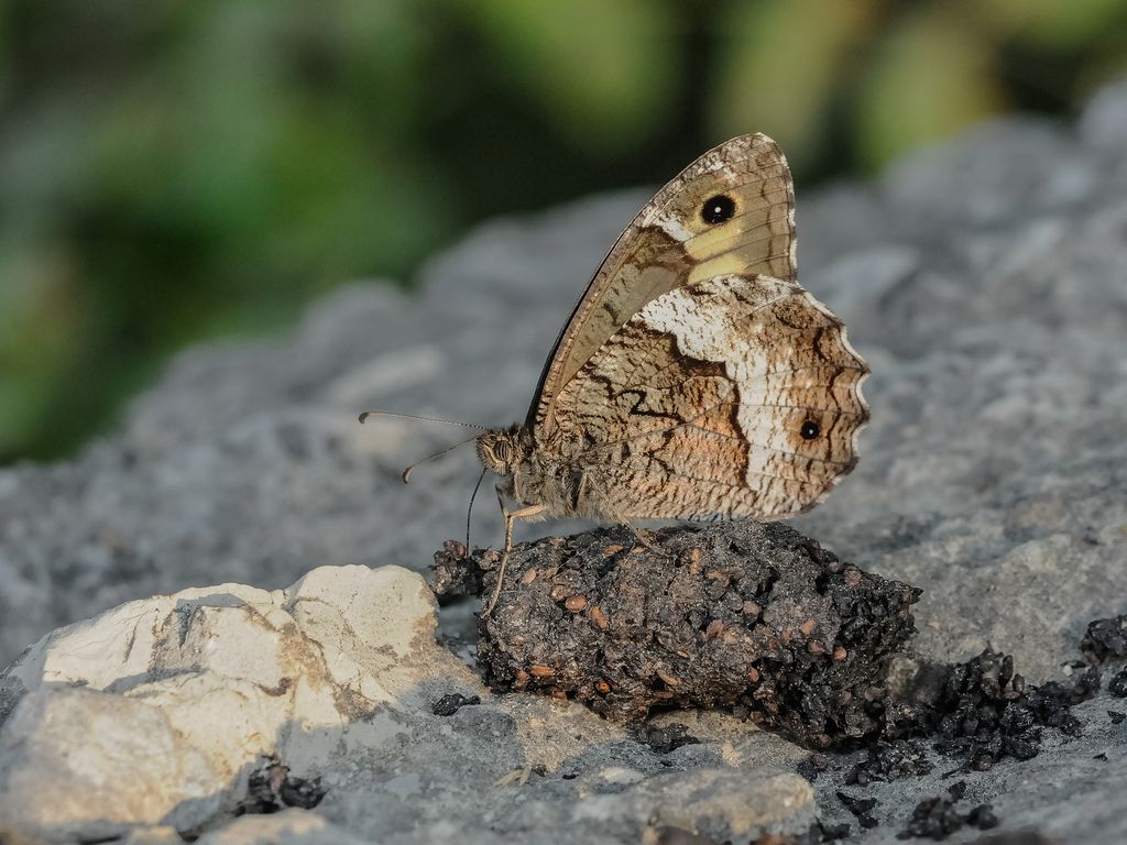 Lepidottero da identificare