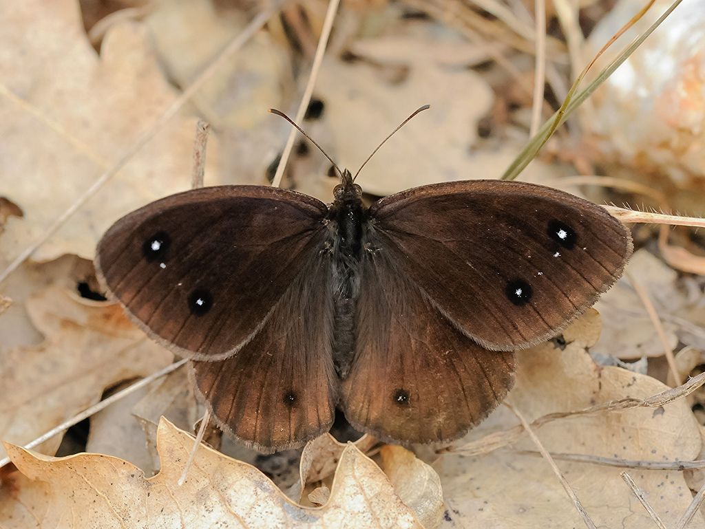 Satyrus ferula?