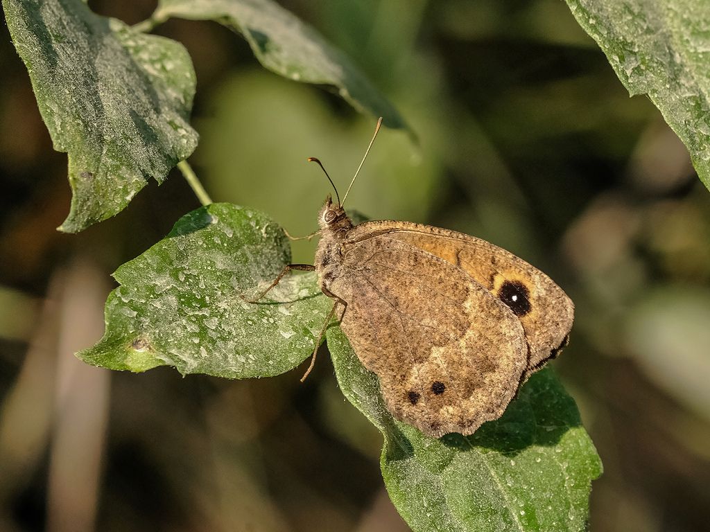 Satyrus ferula?