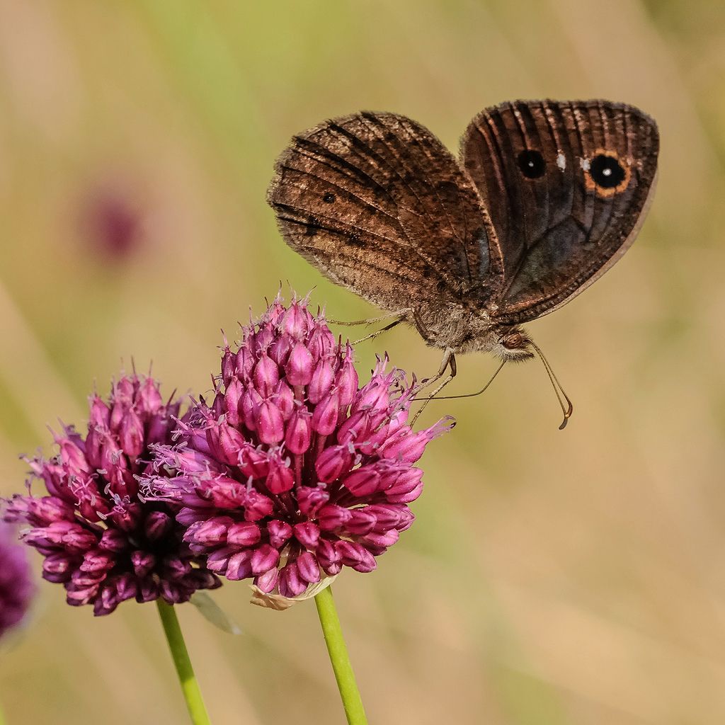 Satyrus ferula?