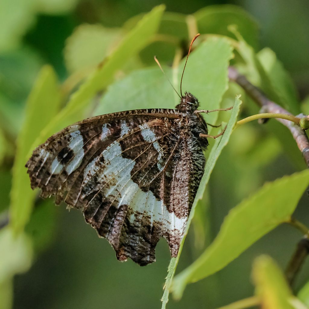 Lepidottero da identificare