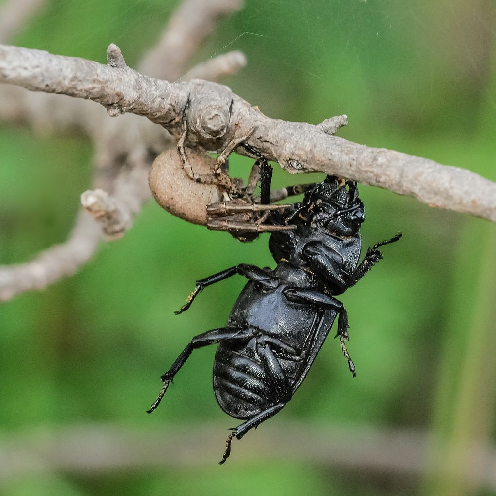 Xysticus sp. preda Dorcus parallelepipedus - Bagnasco (CN)