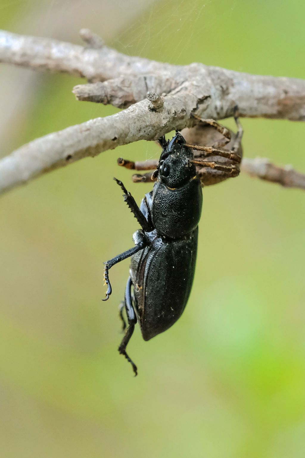 Xysticus sp. preda Dorcus parallelepipedus - Bagnasco (CN)