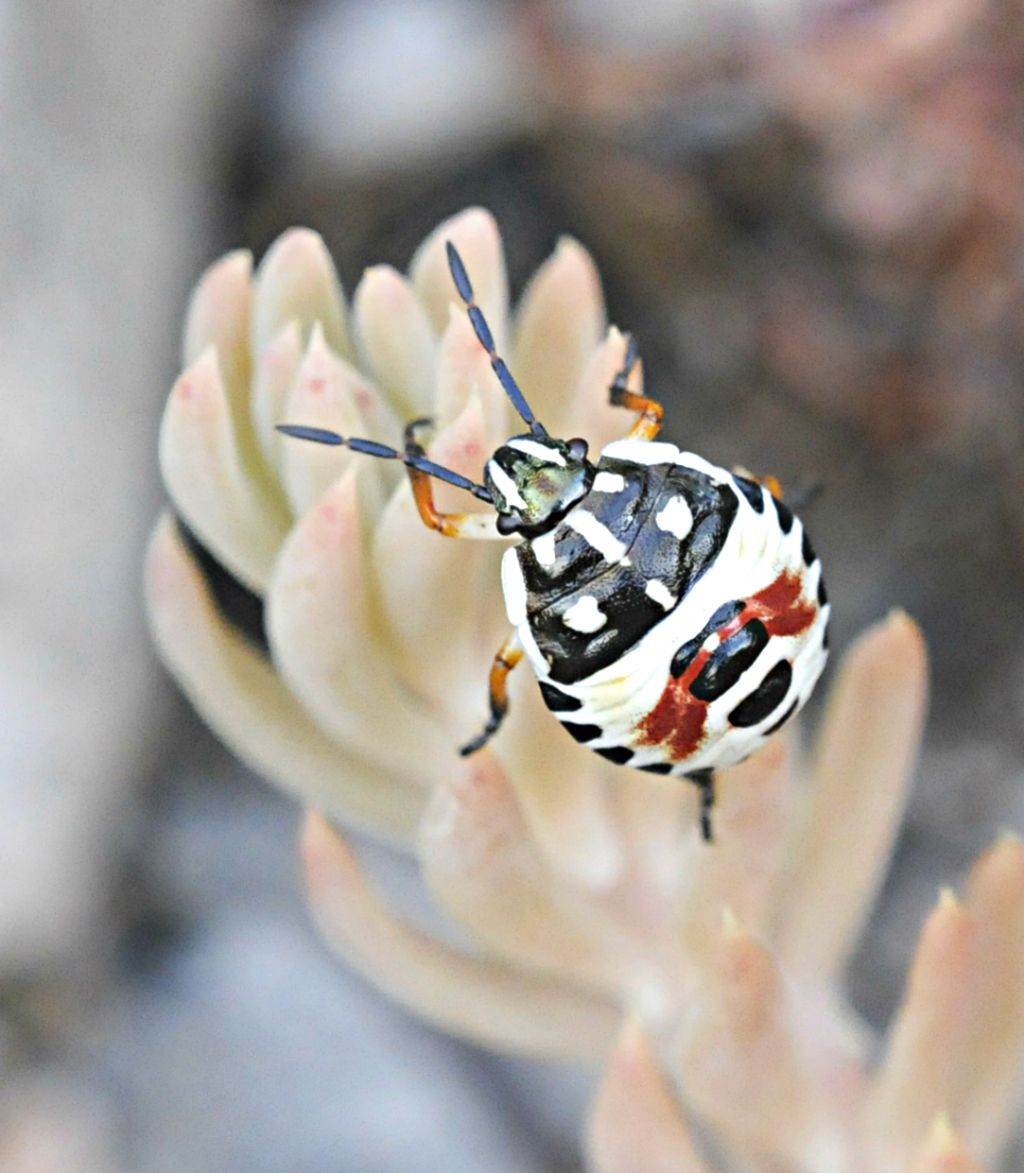 Pentatomidae: Carpocoris sp. (neanide) del Piemonte (CN)