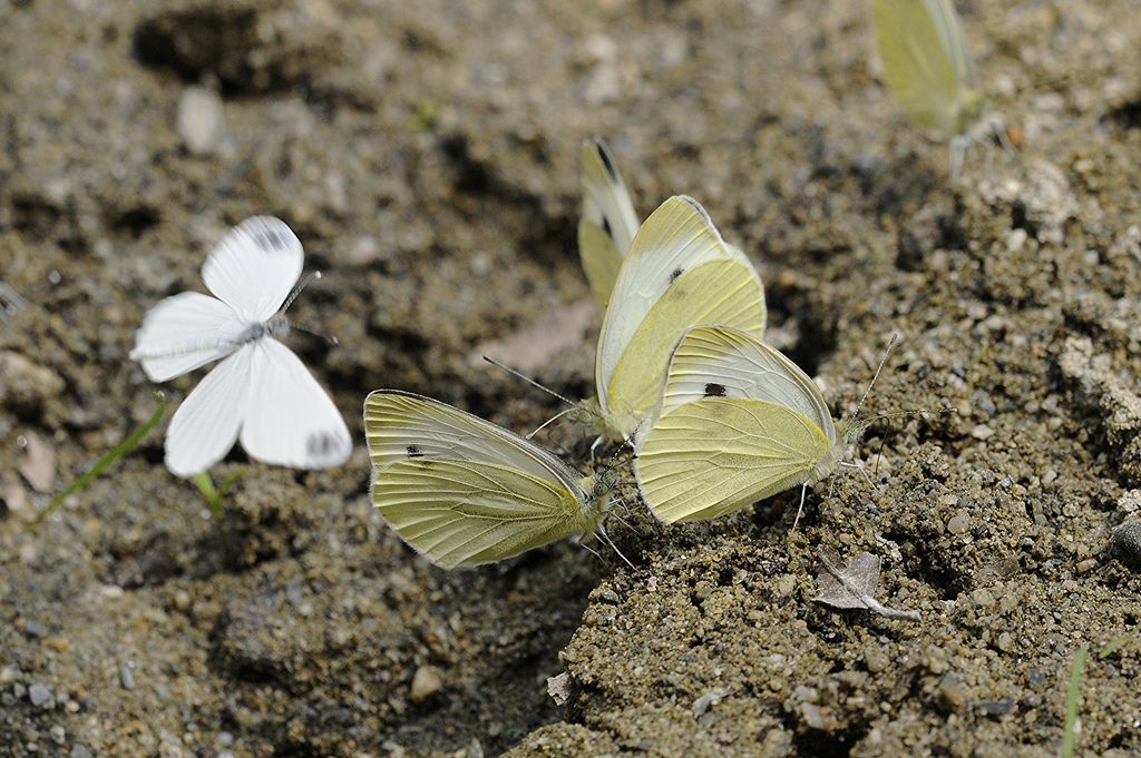 Pieris rapae?