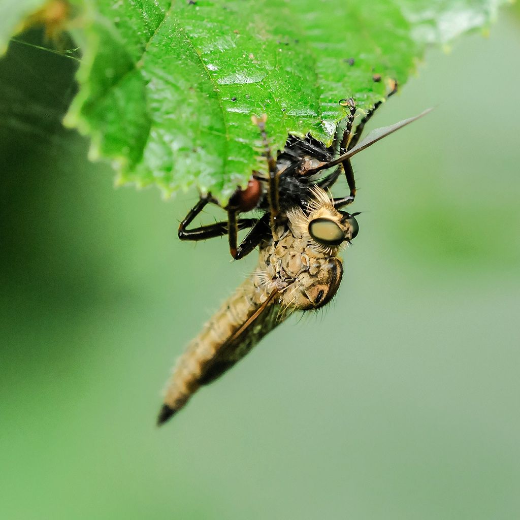 Altro Asilide da identificare