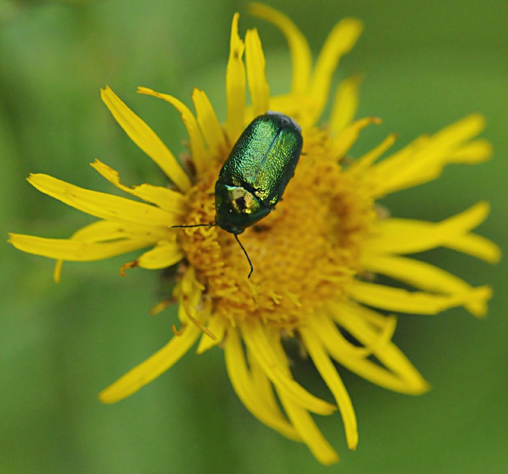 Piccolo Coleottero da identificare - Chryptocephalus sp.