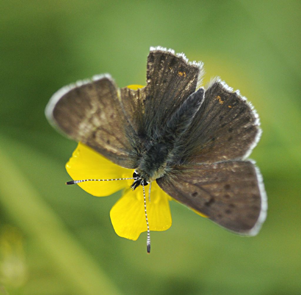 Licenide da identificare