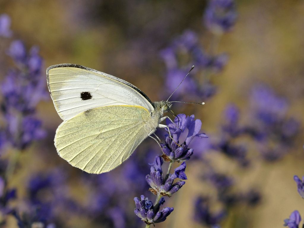 Pieris brassicae?